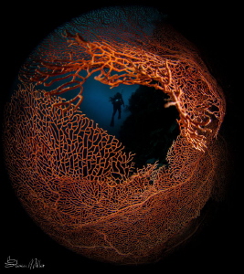 frame by Steven Miller 
